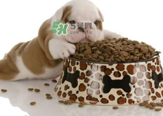 三伏天狗狗不吃飯怎么辦？三伏天狗狗不吃飯怎么回事？