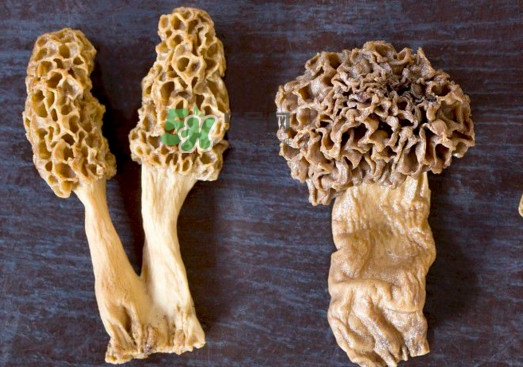 羊肚菌有假的嗎？野生羊肚菌有幾種？