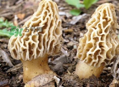 羊肚菌可以泡茶喝嗎？羊肚菌可以生吃嗎