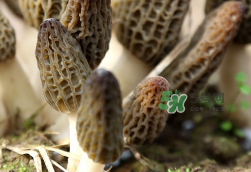 羊肚菌能泡酒嗎？羊肚菌可以炒著吃嗎？