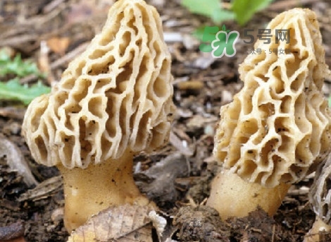 羊肚菌能治什么??？羊肚菌能冷凍保鮮嗎