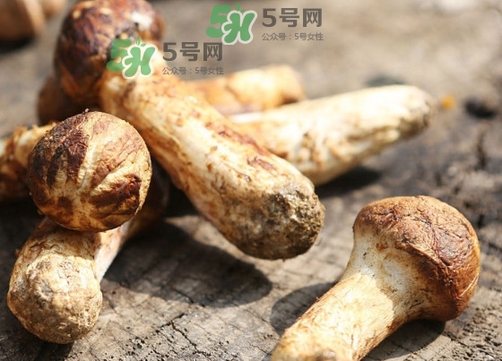 干松茸多少錢一斤？野生松茸多少錢一斤？