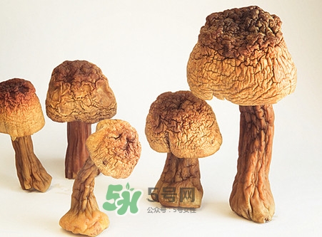松茸是發(fā)物嗎？松茸是熱性還是涼性？