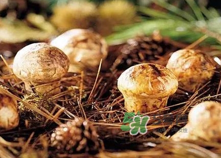 松茸什么時(shí)候吃最好？松茸什么季節(jié)有