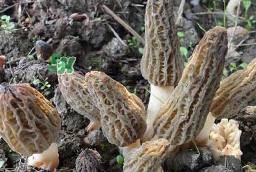 羊肚菌可以泡水喝嗎？羊肚菌可以燉鴿子嗎