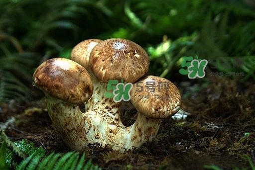 干松茸多少錢一斤？野生松茸多少錢一斤？