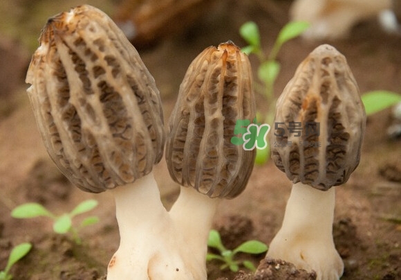 羊肚菌有假的嗎？野生羊肚菌有幾種？