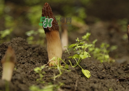 孕婦可以吃羊肚菌嗎？什么人不能吃羊肚菌