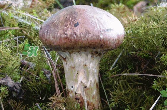 松茸是發(fā)物嗎？松茸是熱性還是涼性？
