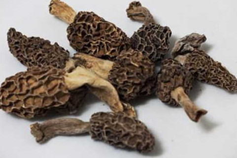 羊肚菌有毒嗎？羊肚菌可以人工種植嗎？
