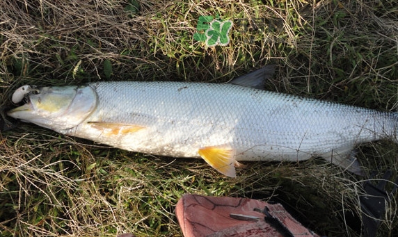 釣鳡魚用什么路亞竿好？路亞鳡魚用什么餌好