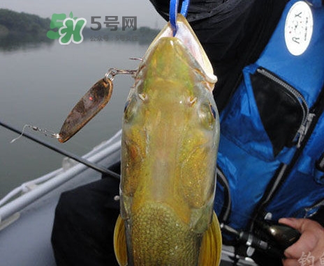 鳡魚(yú)好吃嗎？鳡魚(yú)刺多嗎