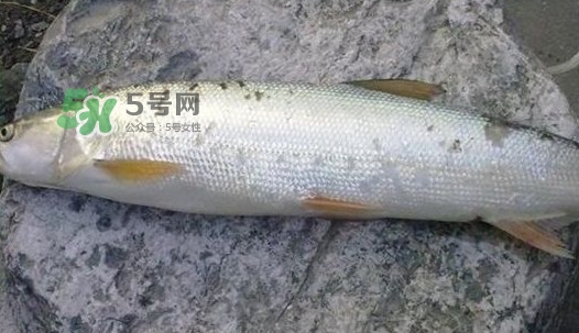 鳡魚(yú)好吃嗎？鳡魚(yú)刺多嗎