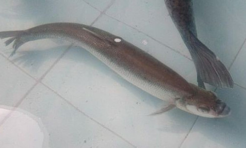 鳡魚吃什么？翹嘴魚和鳡魚有什么區(qū)別