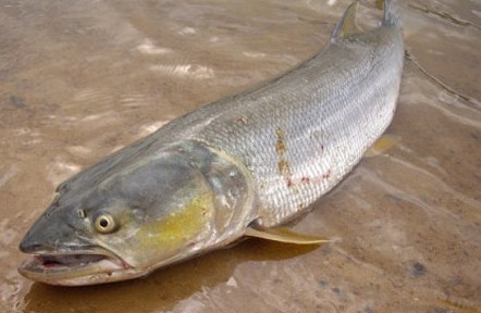 鳡魚吃什么？翹嘴魚和鳡魚有什么區(qū)別