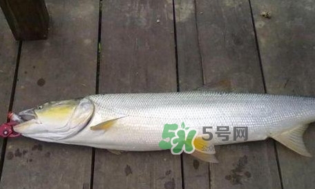 釣鳡魚用什么路亞竿好？路亞鳡魚用什么餌好