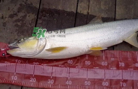 一般鳡魚能長到多大？鳡魚與假鳡魚怎么區(qū)分