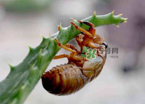 金蟬怎么保存一夜不死？怎樣保存一夜金蟬不死？