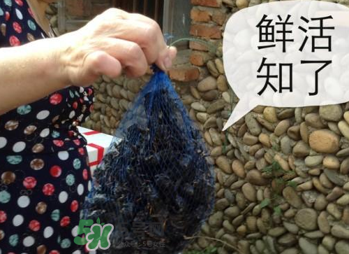 金蟬怎么保存一夜不死？怎樣保存一夜金蟬不死？