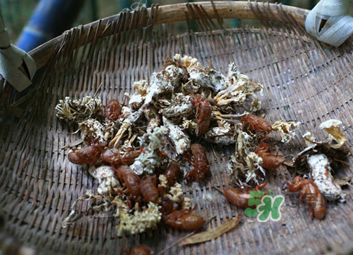 金蟬花可以放在冰箱嗎？新鮮金蟬花怎么保存？