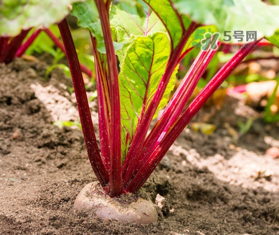 甜菜根是什么菜？甜菜根什么季節(jié)收獲