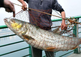 一般鳡魚能長到多大？鳡魚與假鳡魚怎么區(qū)分