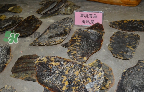 玳瑁標(biāo)本有收藏價值嗎？玳瑁的功效與作用