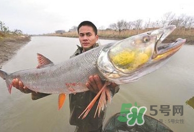 一般鳡魚能長到多大？鳡魚與假鳡魚怎么區(qū)分