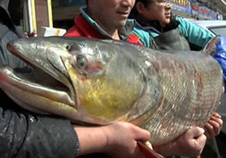 鳡魚是什么魚？鳡魚是淡水魚嗎