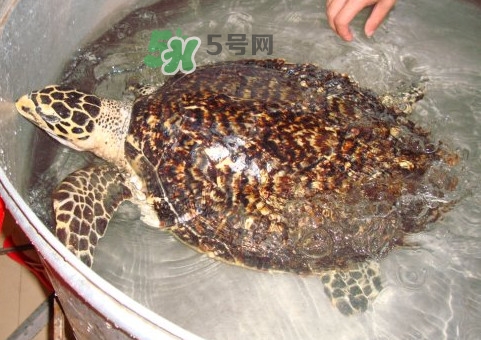 玳瑁龜好養(yǎng)嗎？養(yǎng)玳瑁龜違法嗎