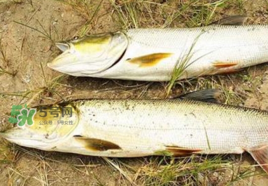 鳡魚怎么釣？鳡魚在魚缸里怎么養(yǎng)
