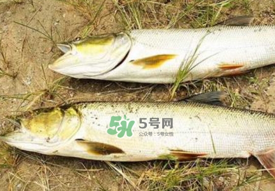 鳡魚是什么魚？鳡魚是淡水魚嗎