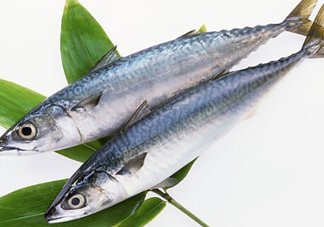 鳡魚吃什么？翹嘴魚和鳡魚有什么區(qū)別