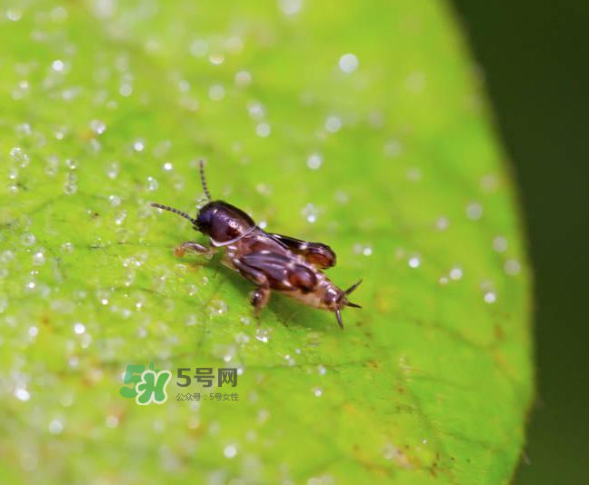 跳蚤會(huì)寄生在人身上嗎？跳蚤會(huì)在人身上存活嗎？