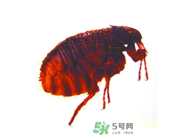 跳蚤會(huì)飛嗎？跳蚤會(huì)咬人嗎？