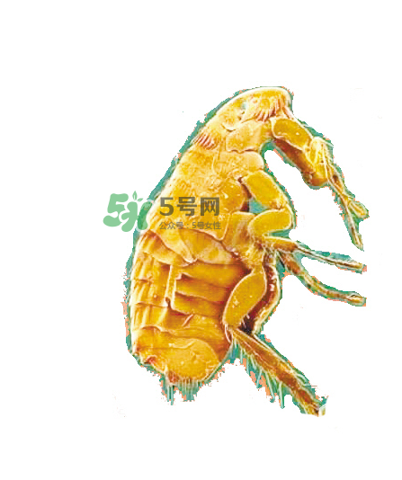 跳蚤會(huì)飛嗎？跳蚤會(huì)咬人嗎？