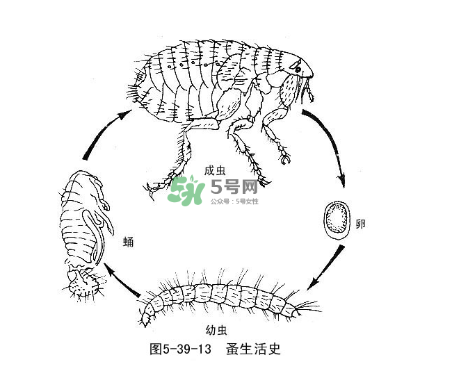 跳蚤會(huì)飛嗎？跳蚤會(huì)咬人嗎？