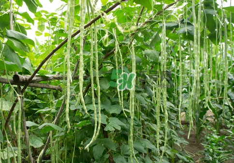 豇豆是什么樣的？豇豆是長豆角嗎？