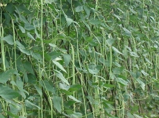 缸豆可以生吃嗎？缸豆可以炒雞蛋嗎