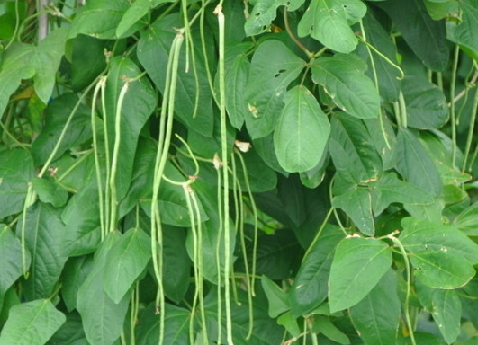 缸豆幾月份種？缸豆什么時(shí)候播種？