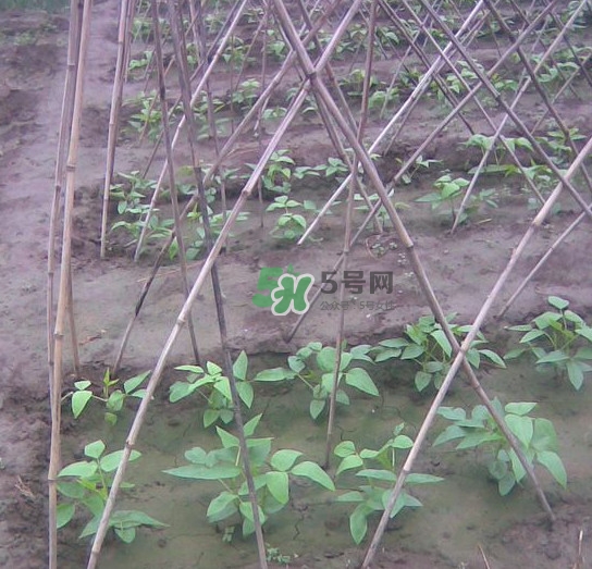 缸豆什么時(shí)候搭架？缸豆要怎樣搭架子