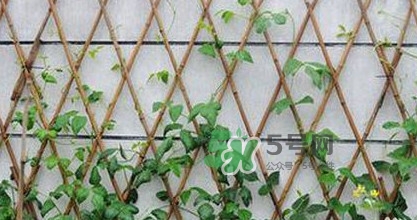 缸豆什么時(shí)候搭架？缸豆要怎樣搭架子