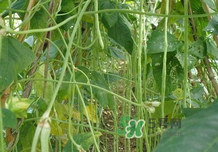 缸豆什么季節(jié)有？缸豆是幾月的蔬菜