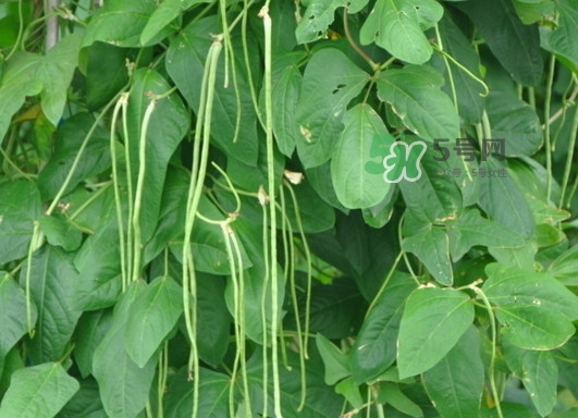 缸豆什么季節(jié)有？缸豆是幾月的蔬菜