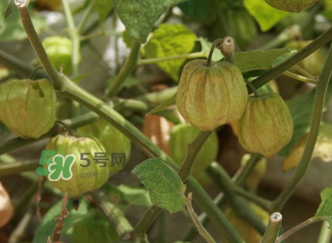 黃菇娘幾月種植？黃菇娘的種植注意事項(xiàng)
