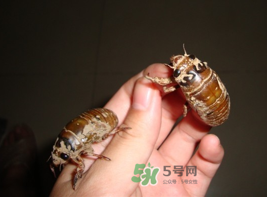 金蟬晚上幾點出來？金蟬為什么晚上出來？