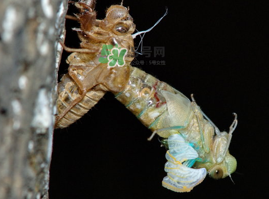 金蟬晚上幾點出來？金蟬為什么晚上出來？