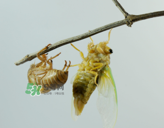金蟬什么時(shí)候最多？金蟬什么時(shí)候沒有？