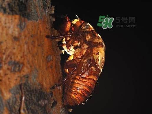 金蟬殼多少錢(qián)一斤？金蟬殼價(jià)格