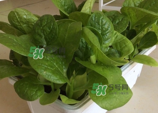 木耳菜怎么清洗？木耳菜怎么擇？